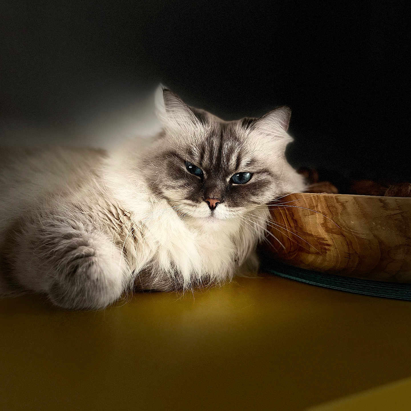 Solinka participe au concours pour gagner de l'argent avec cette photo : animal, blue_eyes, cat, close_up, cozy, cute, dark_background, domestic_cat, feline, fluffy, fur, indoor, pet, portrait, relaxed, resting, soft_lighting, whiskers, wooden_bowl, yellow_surface