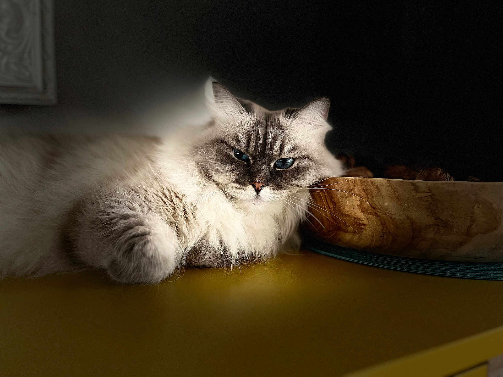 Solinka participe au concours pour gagner de l'argent avec cette photo : cat, fluffy, blue_eyes, wooden_bowl, yellow_surface, relaxed, indoor, pet, portrait, feline, soft_lighting, dark_background, fur, resting, animal, close_up, domestic_cat, whiskers, cute, cozy