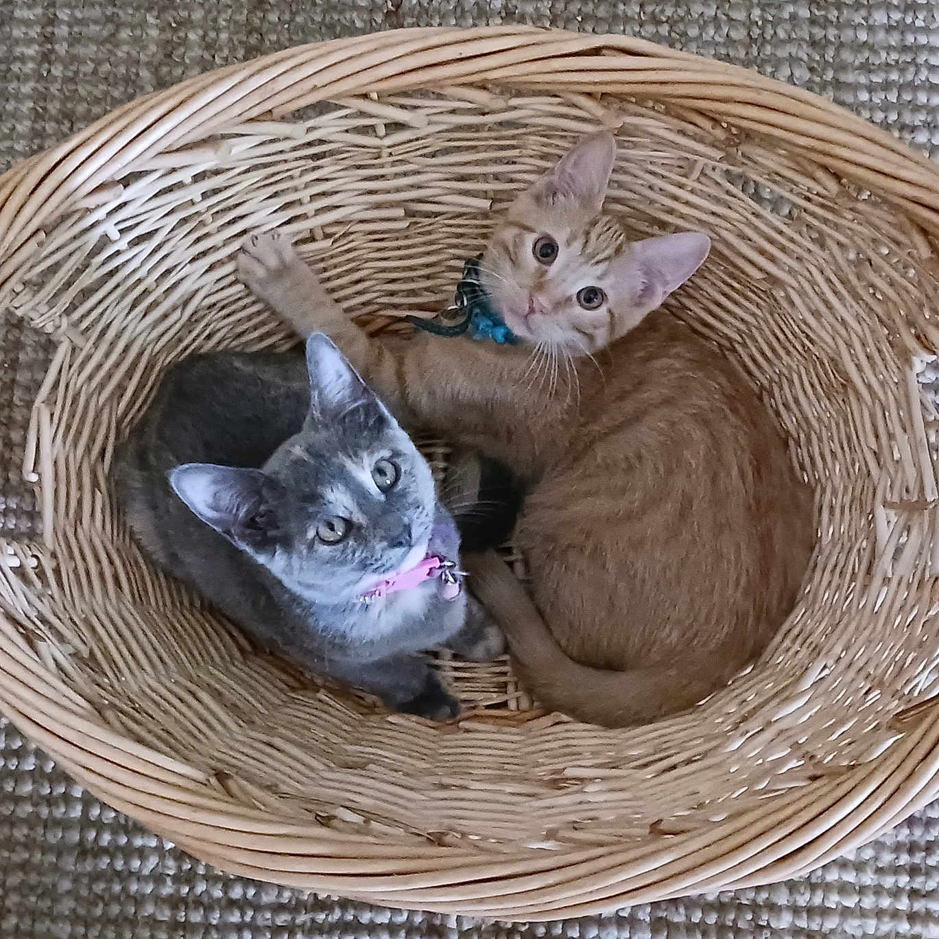 Odie And Coco joined the competition — help win amazing prizes! abyssinian, animal, basket, cat, hardwood, homedecor, kitten, linen, manx, pet, siamese, wood