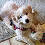 Calee joined the competition — help win amazing prizes! puppy, dog, blue_eyes, fluffy, toy, carpet, tile_floor, indoor, pet, cute, white_and_brown, playful, lying_down, young_dog, animal, domestic, fur, looking_up, harness, companion