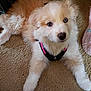 Calee is registered to the contest to win money with this photo: puppy, dog, canine, fur, blue_eye, brown_eye, harness, pet, animal, carpet, indoors, cute, fluffy, lying_down, young, adorable, domestic_animal, mammal, playful, friendly