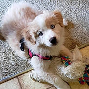 Calee joined the competition — help win amazing prizes! adorable, animal, blue_eyes, carpet, companion, cute, dog, domestic_animal, floor, fluffy, fur, harness, indoor, looking_up, pet, playing, puppy, stuffed_animal, toy, young_dog