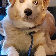 Calee joined the competition — help win amazing prizes! dog, animal, pet, heterochromia, brown_eye, blue_eye, fluffy, leash, paws, fur, indoor, portrait, canine, closeup, looking, resting, cute, companion, domestic, mammal