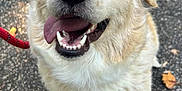 Calee is registered to the contest to win money with this photo: dog, canine, pet, animal, outdoor, leash, pavement, fur, tongue, happy, heterochromia, closeup, sitting, ears, smiling, friendly, mammal, cute, eyes, nose