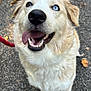 dog, canine, pet, animal, outdoor, leash, pavement, fur, tongue, happy, heterochromia, closeup, sitting, ears, smiling, friendly, mammal, cute, eyes, nose
