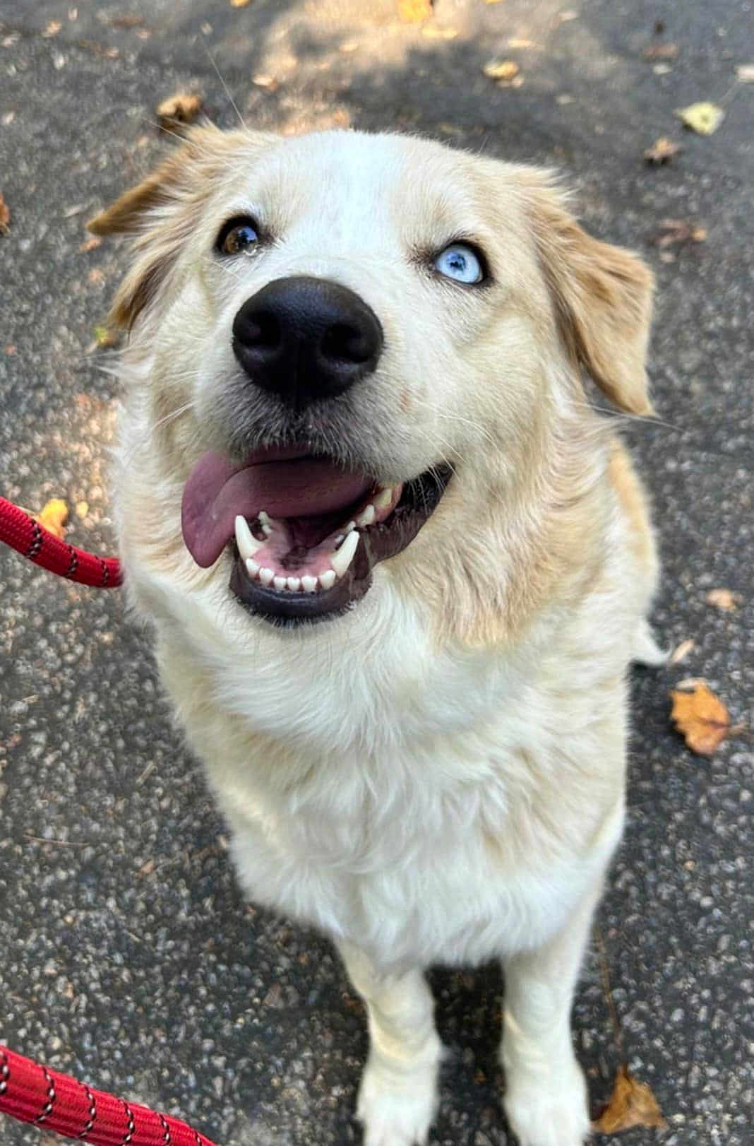 Calee is registered to the contest to win money with this photo: dog, canine, pet, animal, outdoor, leash, pavement, fur, tongue, happy, heterochromia, closeup, sitting, ears, smiling, friendly, mammal, cute, eyes, nose