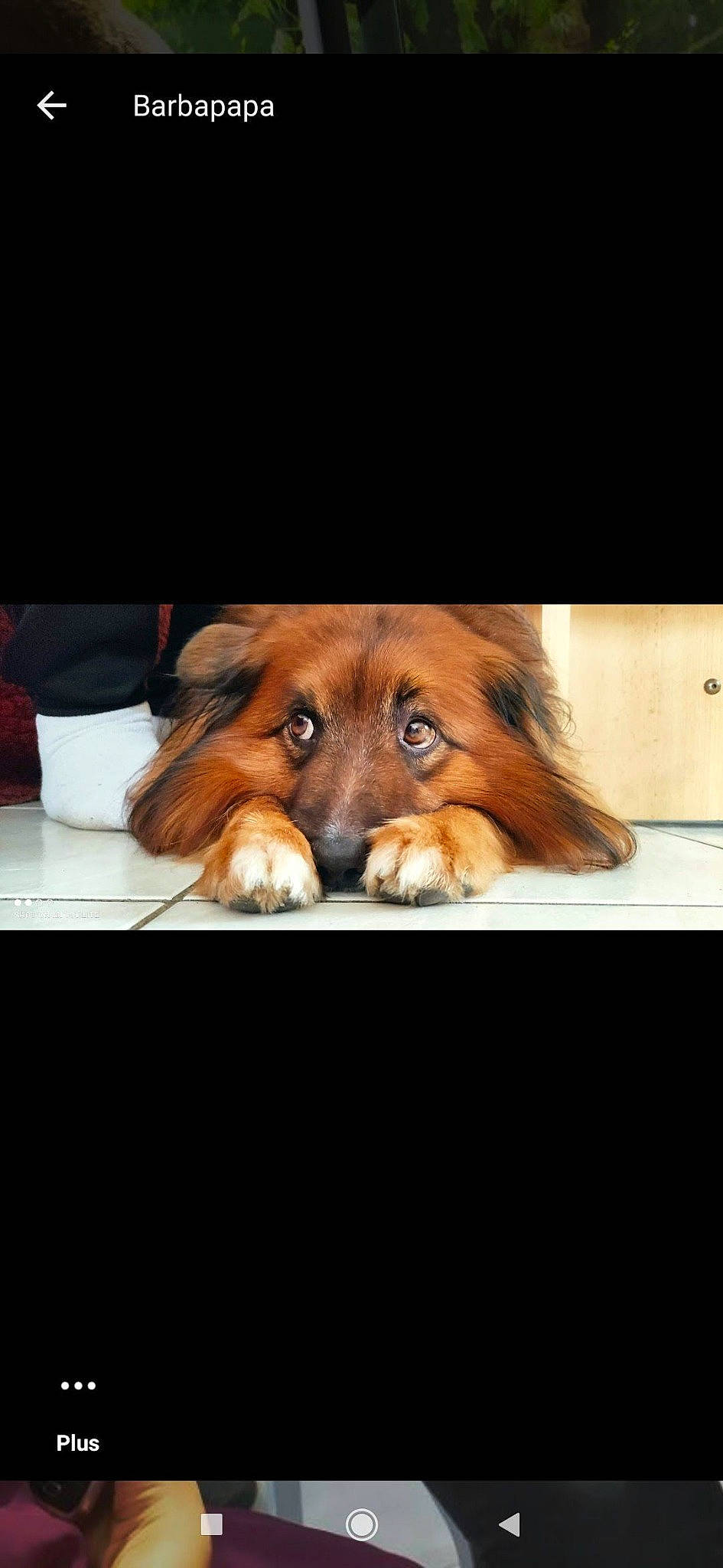 Hidalgo a rejoint le concours — aidez-le/la à gagner de superbes lots ! canidae, carnivore, companion_dog, dog, dog_breed, ear, fawn, fur, liver, puppy, snout, spaniel, sporting_group, terrestrial_animal, whiskers, working_animal