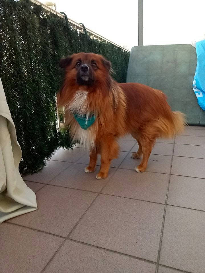 Hidalgo a rejoint le concours — aidez-le/la à gagner de superbes lots ! canidae, carnivore, companion_dog, dog, dog_breed, dog_supply, fawn, flooring, fur, liver, pet_supply, sky, snout, spaniel, sporting_group, tail, toy_dog, working_animal