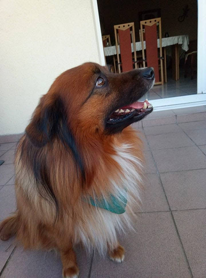 Hidalgo participe au concours pour gagner de l'argent avec cette photo : canidae, carnivore, companion_dog, dog, dog_breed, door, fawn, flooring, fur, german_spitz, liver, paw, snout, spitz, sporting_group, toy_dog, whiskers, wing, working_animal, working_dog