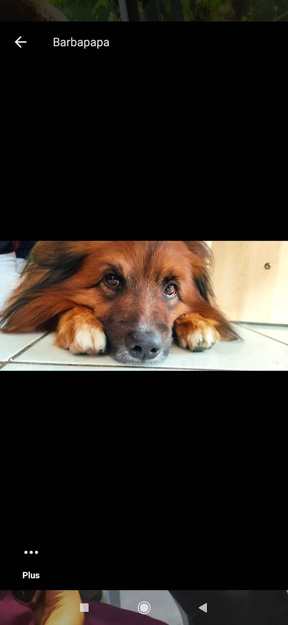 Hidalgo participe au concours pour gagner de l'argent avec cette photo : carnivore, companion_dog, dog, dog_breed, fur, liver, night, photo_caption, snout, sporting_group, vertebrate, whiskers