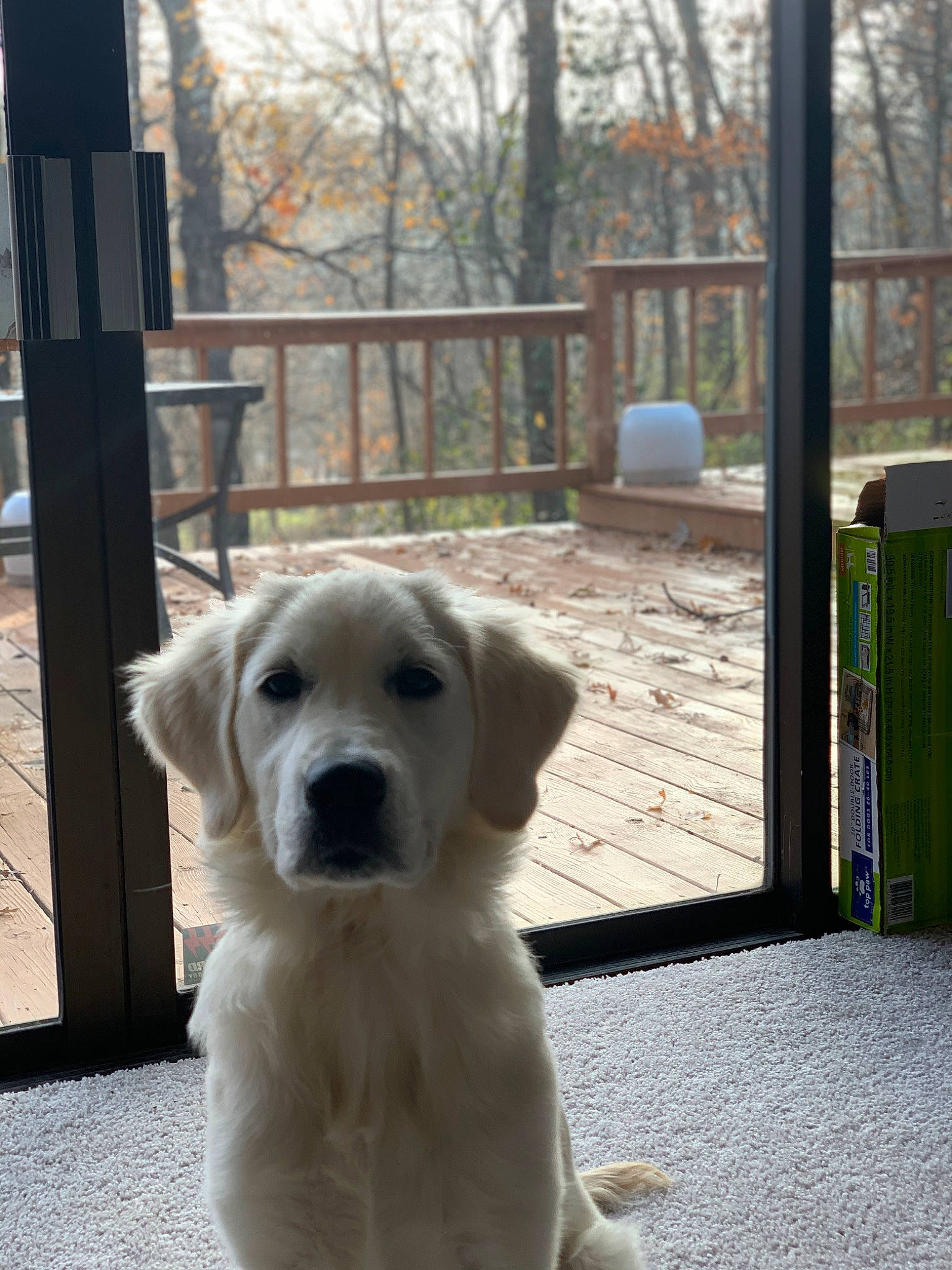 Aspen is registered to the contest to win money with this photo: carnivore, companion_dog, dog, dog_breed, fawn, fence, flooring, labrador_retriever, livestock_guardian_dog, porch, retriever, sky, sporting_group, terrestrial_animal, tree, wood, working_animal