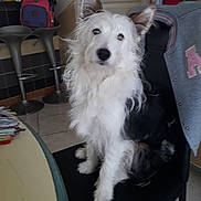 Tequilla participe au concours pour gagner de l'argent avec cette photo : canidae, carnivore, companion_dog, dog, dog_breed, mammal, portuguese_podengo, puppy, rare_breed_dog, terrier, vertebrate, west_highland_white_terrier