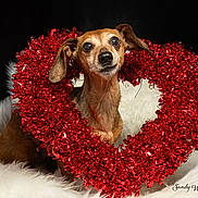 Dotty is registered to the contest to win money with this photo: dog, animal, pet, wreath, red, heart_shaped, fluffy, white, fur, portrait, cute, holiday, christmas, decoration, black_background, sitting, canine, closeup, adorable, festive