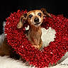dog, animal, pet, wreath, red, heart_shaped, fluffy, white, fur, portrait, cute, holiday, christmas, decoration, black_background, sitting, canine, closeup, adorable, festive