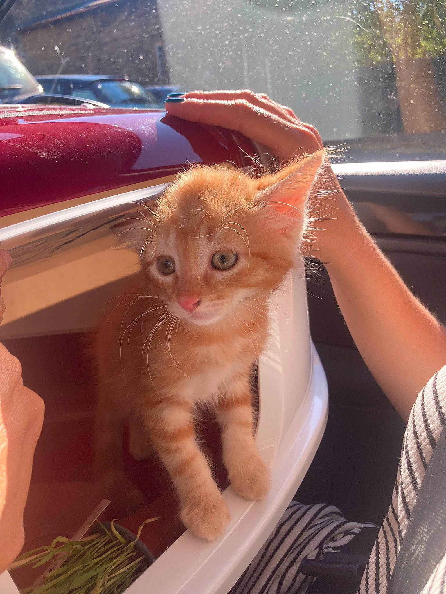 Tatooine a rejoint le concours — aidez-le/la à gagner de superbes lots ! automotive_exterior, automotive_lighting, automotive_window_part, carnivore, cat, chair, claw, comfort, domestic_short_haired_cat, fawn, felidae, fur, small_to_medium_sized_cats, snout, tail, tints_and_shades, vehicle_door, whiskers, window, windshield