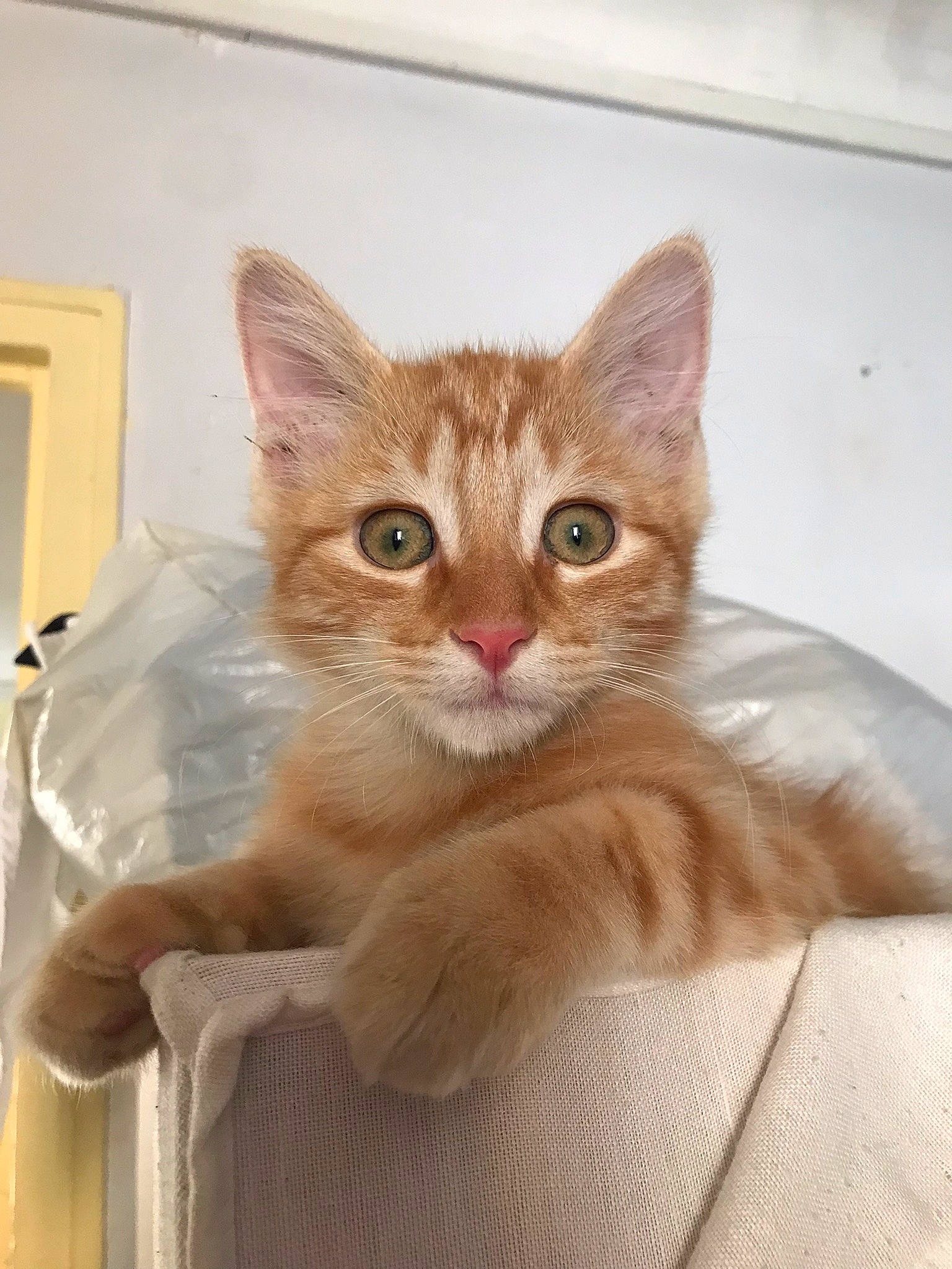 Tatooine a rejoint le concours — aidez-le/la à gagner de superbes lots ! box, carnivore, cat, claw, domestic_short_haired_cat, ear, eye, fawn, felidae, fur, head, iris, paw, pet_supply, small_to_medium_sized_cats, snout, tail, whiskers, window, wood