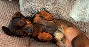 Walter a rejoint le concours — aidez-le/la à gagner de superbes lots ! dog, pet, lying_down, blanket, pillow, cozy, indoor, relaxed, small_dog, fur, brown, black, tail, ears, paw, resting, cute, animal, companion, home