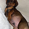 Walter a rejoint le concours — aidez-le/la à gagner de superbes lots ! adorable, animal, blanket, brown, cozy, cute, dog, fur, indoor, lying_down, paw, peaceful, pet, puppy, relaxed, resting, sleeping, small, snuggled, young