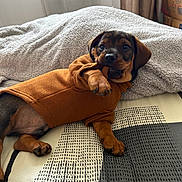 Walter a rejoint le concours — aidez-le/la à gagner de superbes lots ! adorable, animal, bed, blanket, brown, cozy, curious, cute, dog, fur, indoor, lying_down, orange_sweater, patterned_bedspread, paw, pet, puppy, resting, small_dog, soft_light