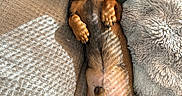Walter a rejoint le concours — aidez-le/la à gagner de superbes lots ! animal, black, blanket, brown, canine, couch, cozy, cute, dog, fur, indoor, lying_down, paw, pet, pillow, relaxed, resting, shadow, snuggle, sunlight