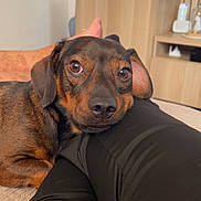 Walter participe au concours pour gagner de l'argent avec cette photo : dog, pet, resting, indoor, living_room, furniture, wooden_cabinet, black_pants, close_up, canine, brown_coat, eyes, head, leg, relaxing, cozy, home, domestic_animal, companion, casual