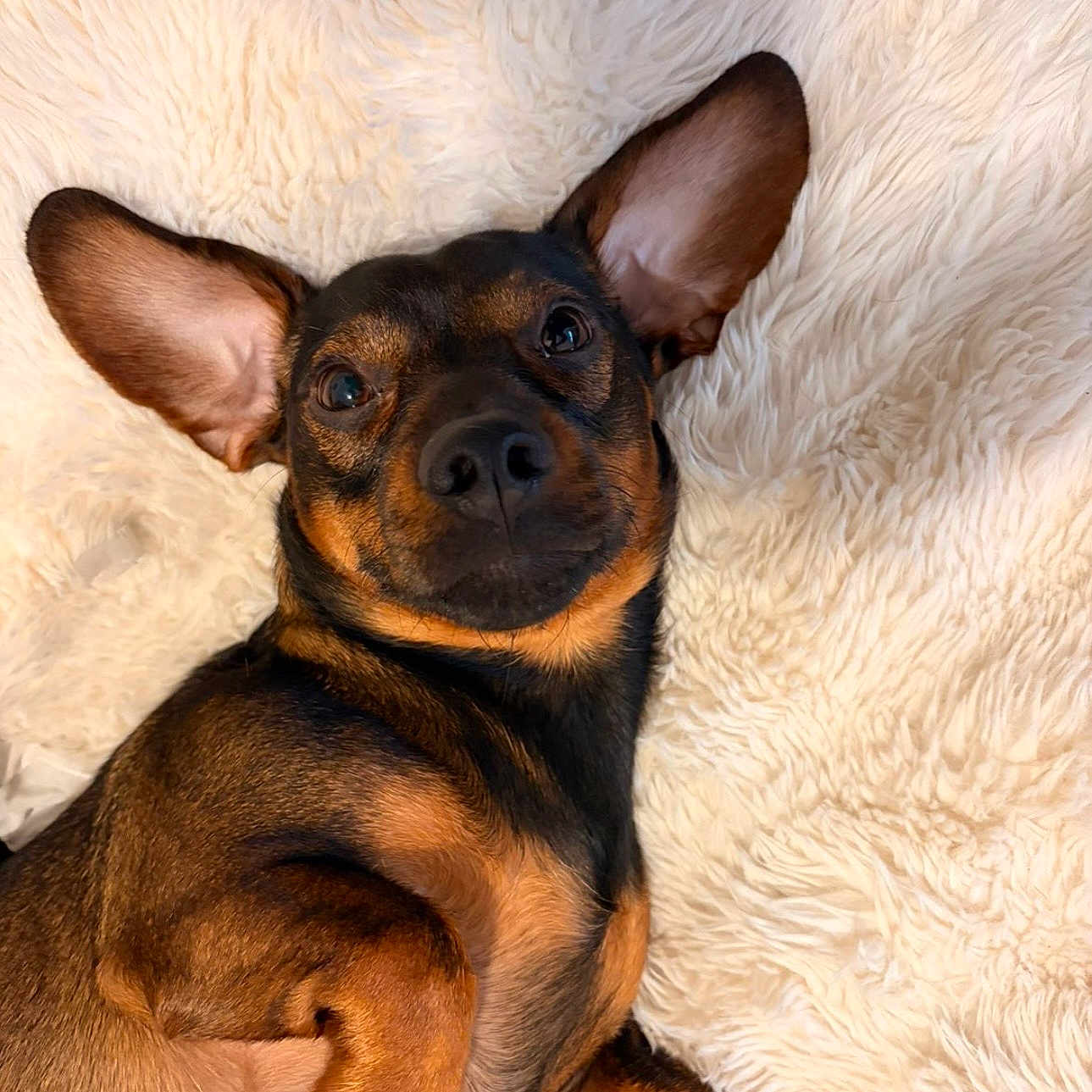 Walter a rejoint le concours — aidez-le/la à gagner de superbes lots ! dog, pet, animal, ears, brown, black, fur, cute, lying_down, blanket, fluffy, indoors, portrait, canine, relaxed, looking_up, paw, snout, companion, domestic
