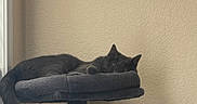 Niko joined the competition — help win amazing prizes! animal, beige_wall, cat, cat_tree, cozy, domestic, feline, fur, gray_cat, home, indoor, natural_light, pet, platform, quiet, relaxation, resting, sleeping, tail, window