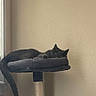 Niko joined the competition — help win amazing prizes! cat, sleeping, cat_tree, indoor, gray_cat, pet, feline, resting, tail, platform, window, natural_light, beige_wall, cozy, quiet, home, animal, fur, domestic, relaxation