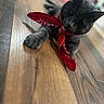 Niko is registered to the contest to win money with this photo: cat, gray_cat, bandana, red_bandana, floor, wood_floor, pet, animal, indoor, cute, curious, feline, stretching, closeup, portrait, domestic_cat, whiskers, ears, paws, relaxed