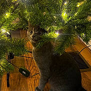 Niko is registered to the contest to win money with this photo: cat, christmas_tree, lights, wood_floor, fur_rug, indoor, pet, animal, curious, decorations, holiday, greenery, twinkling_lights, feline, cute, playful, cozy, home, tree_stand, shadow