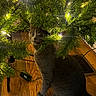 cat, christmas_tree, lights, wood_floor, fur_rug, indoor, pet, animal, curious, decorations, holiday, greenery, twinkling_lights, feline, cute, playful, cozy, home, tree_stand, shadow