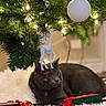 cat, gray_cat, christmas_tree, ornament, white_ornament, reindeer_ornament, toy_train, train_car, tree_skirt, christmas_lights, holiday, decorations, indoor, furry_pet, pet, animal, curious, wooden_floor, festive, close_up
