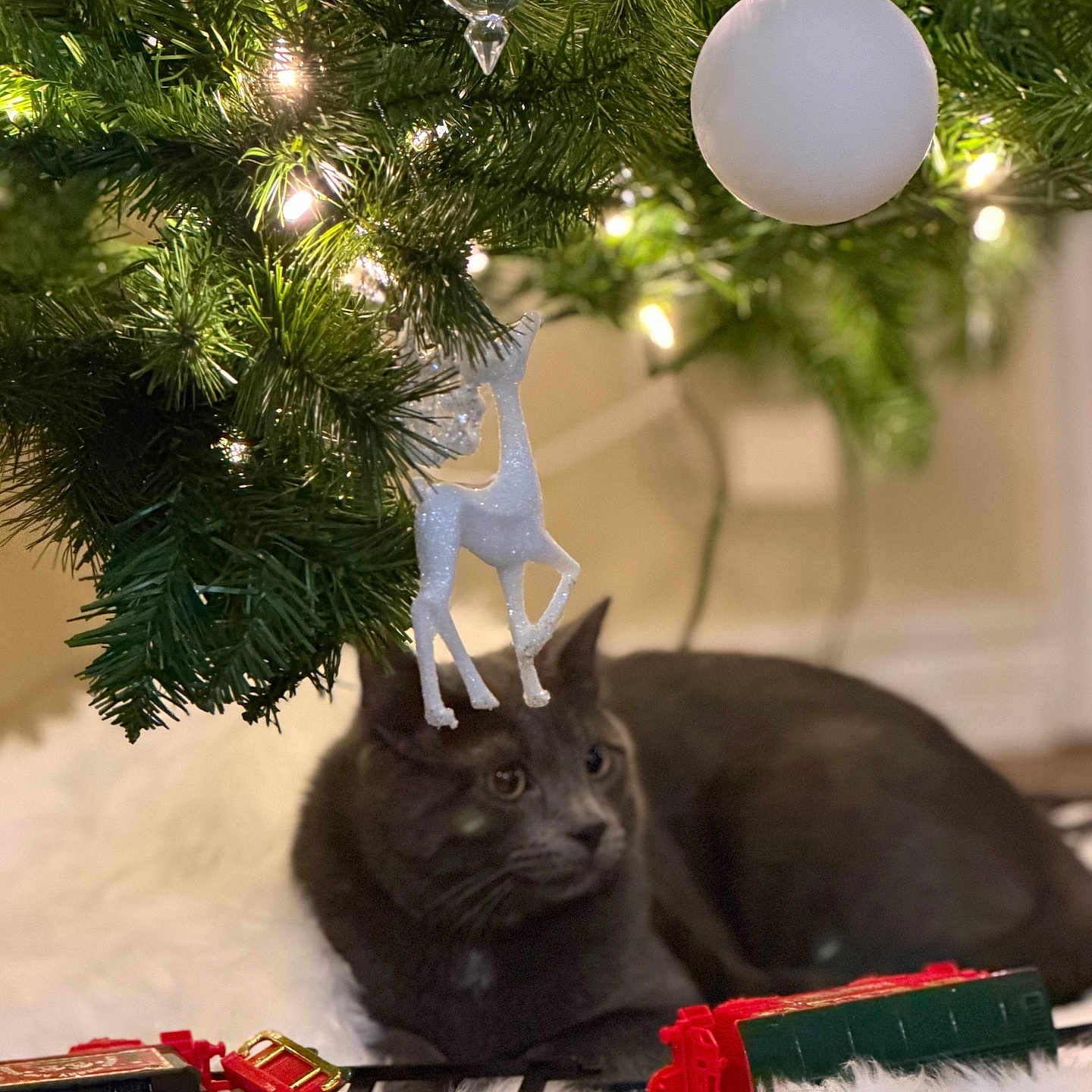 Niko is registered to the contest to win money with this photo: cat, gray_cat, christmas_tree, ornament, white_ornament, reindeer_ornament, toy_train, train_car, tree_skirt, christmas_lights, holiday, decorations, indoor, furry_pet, pet, animal, curious, wooden_floor, festive, close_up