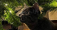Niko is registered to the contest to win money with this photo: cat, gray_cat, christmas_tree, pine_needles, indoor, curious, pet, animal, holiday, tree_stand, wood_floor, greenery, lighting, closeup, feline, playful, christmas_lights, mouth_open, whiskers, ears