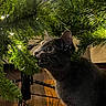 cat, gray_cat, christmas_tree, pine_needles, indoor, curious, pet, animal, holiday, tree_stand, wood_floor, greenery, lighting, closeup, feline, playful, christmas_lights, mouth_open, whiskers, ears
