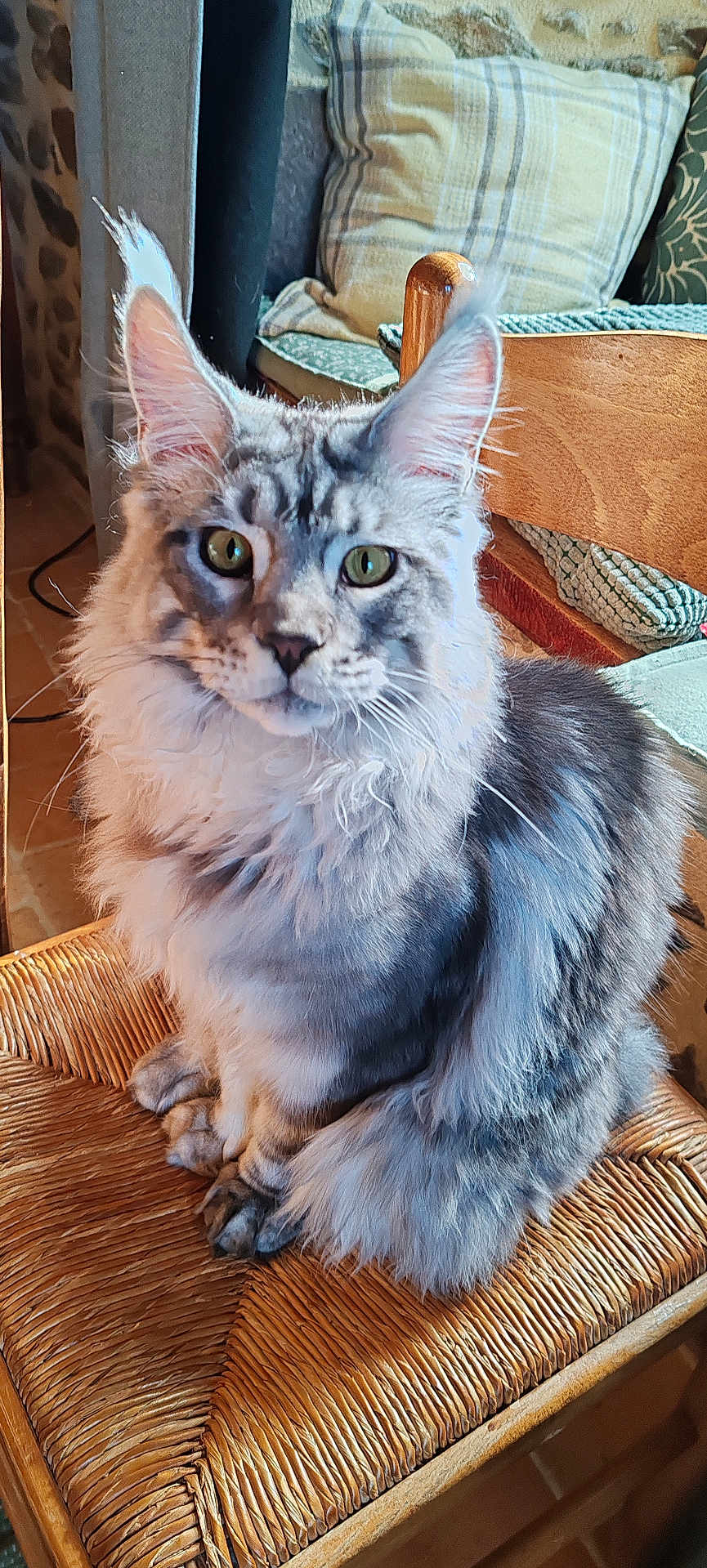 Leon participe au concours pour gagner de l'argent avec cette photo : cat, fluffy, gray, green_eyes, sitting, chair, woven_chair, indoor, cozy, cushions, furniture, pet, animal, portrait, domestic_cat, feline, long_hair, whiskers, ears, floor
