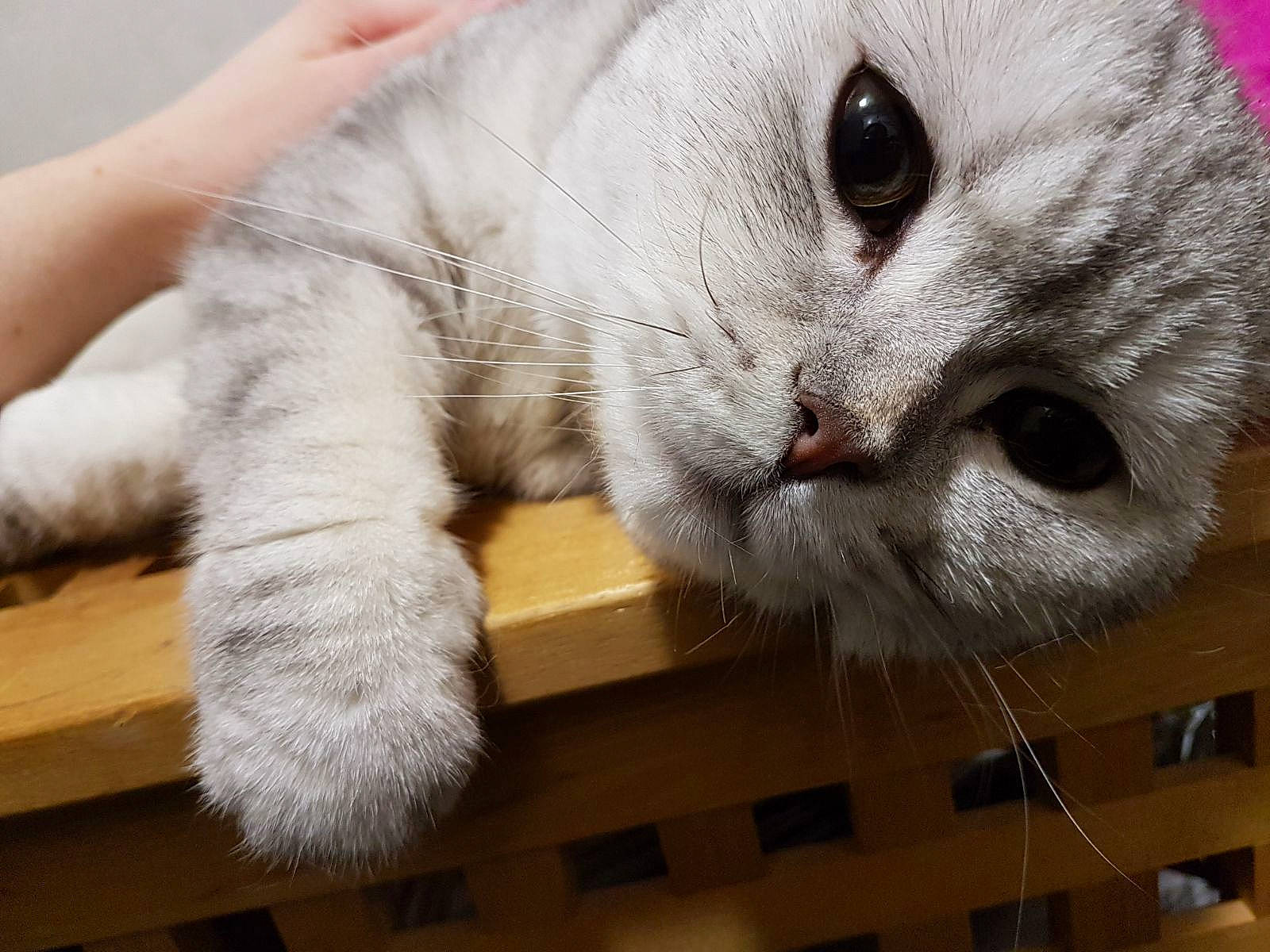 Wall-e a rejoint le concours — aidez-le/la à gagner de superbes lots ! carnivore, cat, claw, comfort, domestic_short_haired_cat, felidae, flooring, fur, hardwood, paw, small_to_medium_sized_cats, snout, tail, whiskers, wood