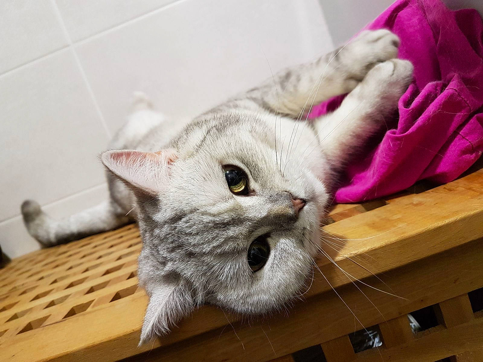 Wall-e a rejoint le concours — aidez-le/la à gagner de superbes lots ! carnivore, cat, claw, comfort, domestic_short_haired_cat, fawn, felidae, fur, linens, paw, small_to_medium_sized_cats, snout, tail, whiskers, wood