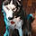 Sheeba
