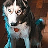 dog, siberian_husky, blue_eyes, pet, animal, indoor, wooden_floor, sitting, fur, ears, collar, heart_shaped_tag, portrait, canine, looking_up, domestic_animal, companion, cute, alert, home