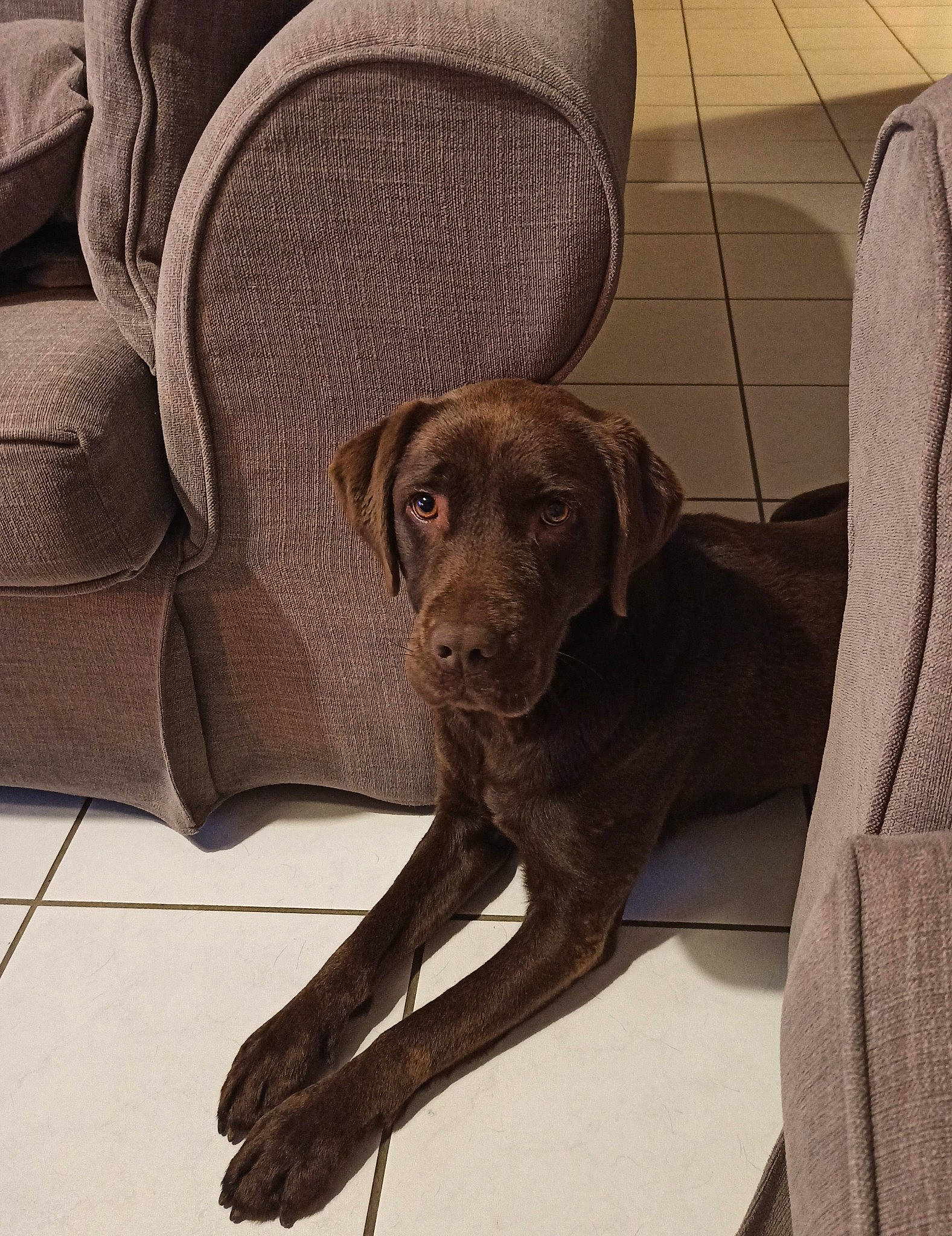 Milka a rejoint le concours — aidez-le/la à gagner de superbes lots ! borador, carnivore, chair, comfort, companion_dog, dog, dog_breed, dog_collar, fawn, flooring, fur, gun_dog, liver, metal, snout, sporting_group, tints_and_shades, vehicle_door, wood, working_animal