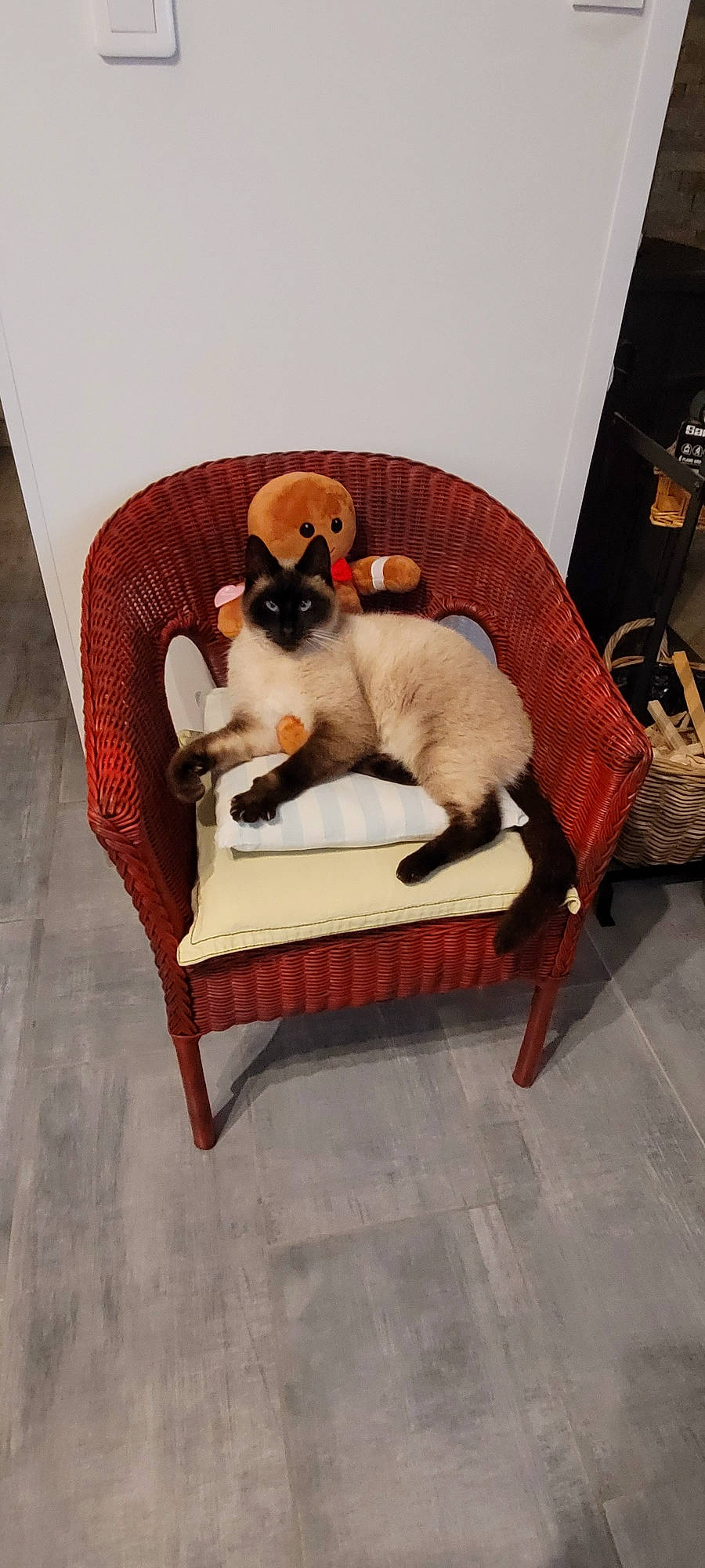 Boris participe au concours pour gagner de l'argent avec cette photo : carnivore, cat, cat_supply, chair, comfort, companion_dog, couch, dog_breed, fawn, felidae, flooring, furniture, hardwood, living_room, pet_supply, plant, small_to_medium_sized_cats, tail, whiskers, wood