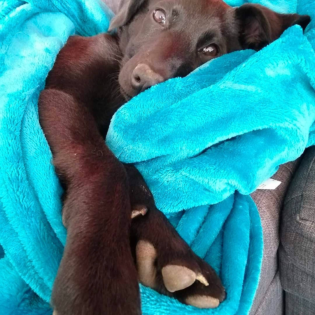 Gaïa participe au concours pour gagner de l'argent avec cette photo : aqua, azure, bag, bedding, blanket, blue, carnivore, comfort, companion_dog, dog, dog_breed, electric_blue, fashion_accessory, felidae, fur, green, linens, liver, textile, working_animal