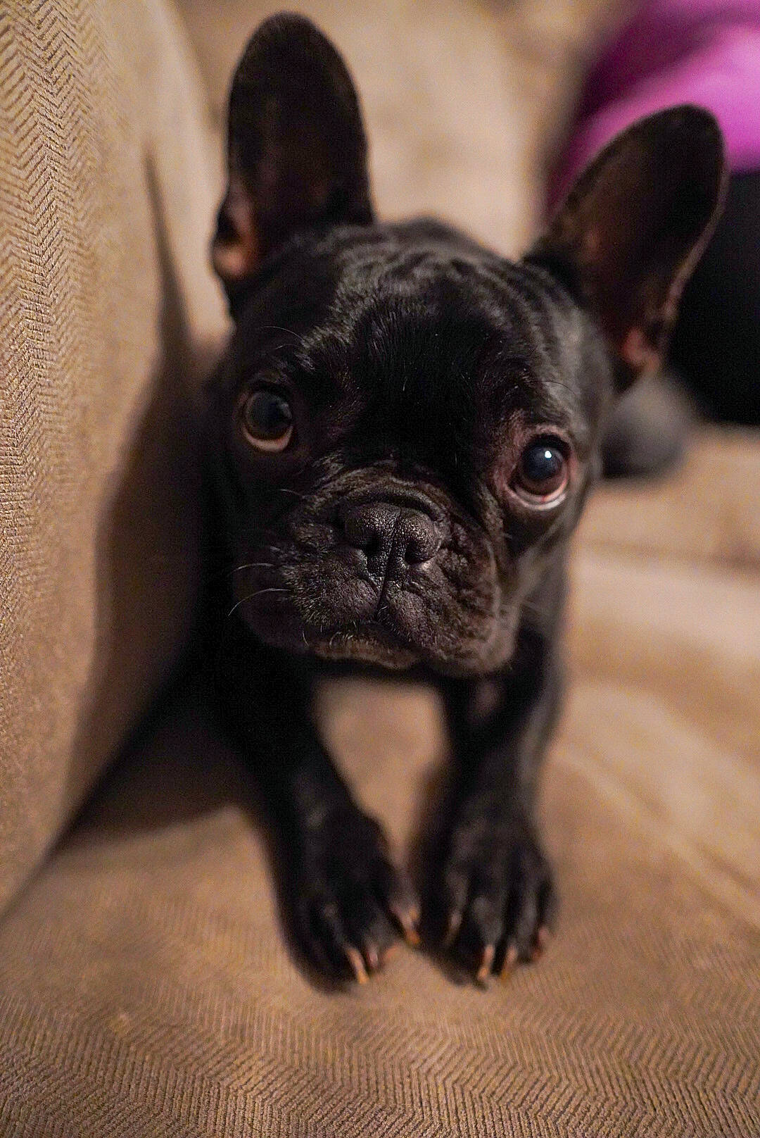 Stella joined the competition — help win amazing prizes! black, bulldog, canidae, carnivore, companion_dog, dog, dog_breed, fawn, french_bulldog, mammal, non_sporting_group, organ, puppy, skin, snout, terrestrial_animal, toy_dog, vertebrate, whiskers, working_animal