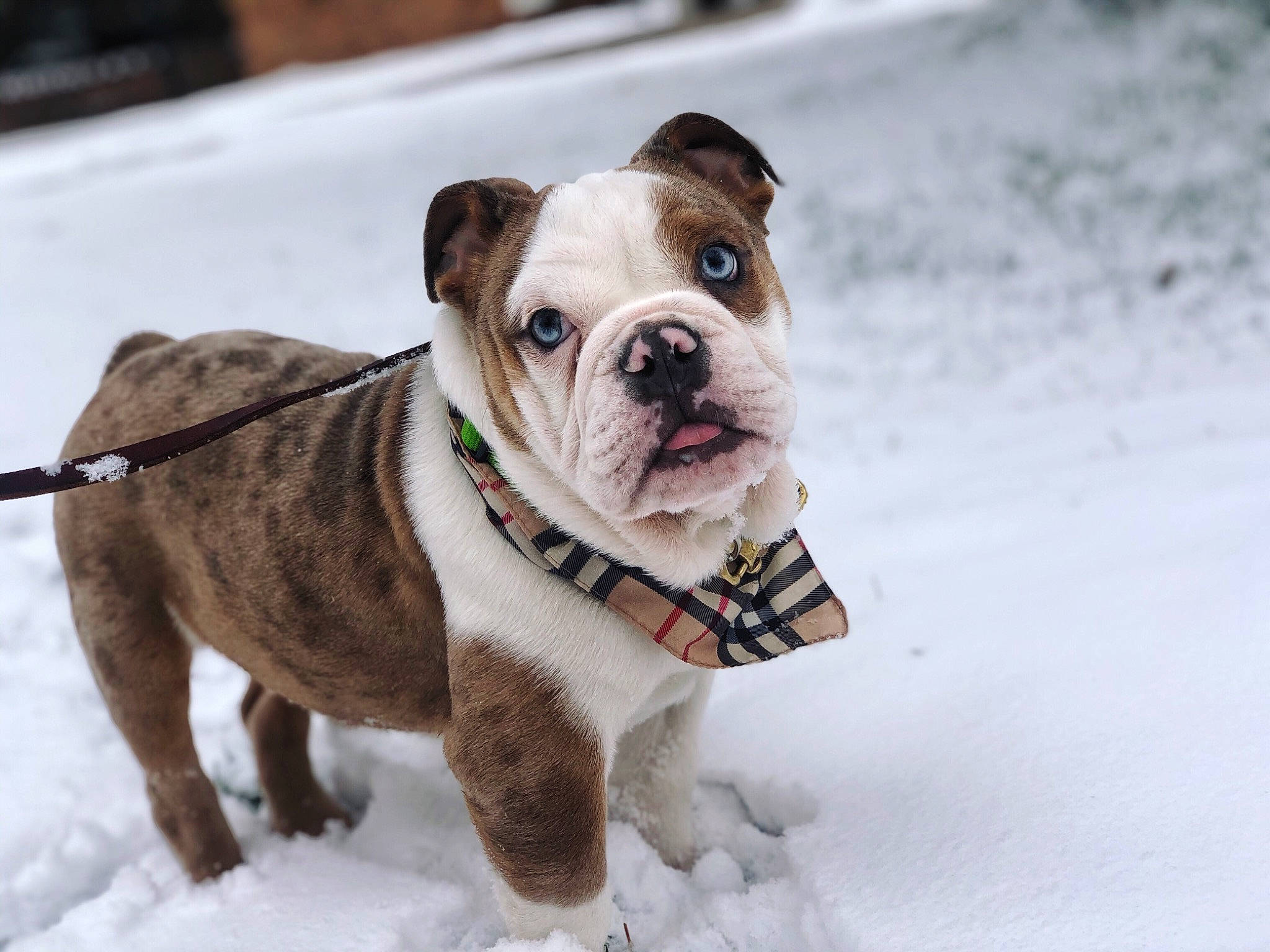 Taizo joined the competition — help win amazing prizes! bulldog, canidae, carnivore, collar, companion_dog, dog, dog_breed, dog_collar, dog_supply, fawn, freezing, leash, liver, mammal, pet_supply, snout, snow, sporting_group, winter, working_animal