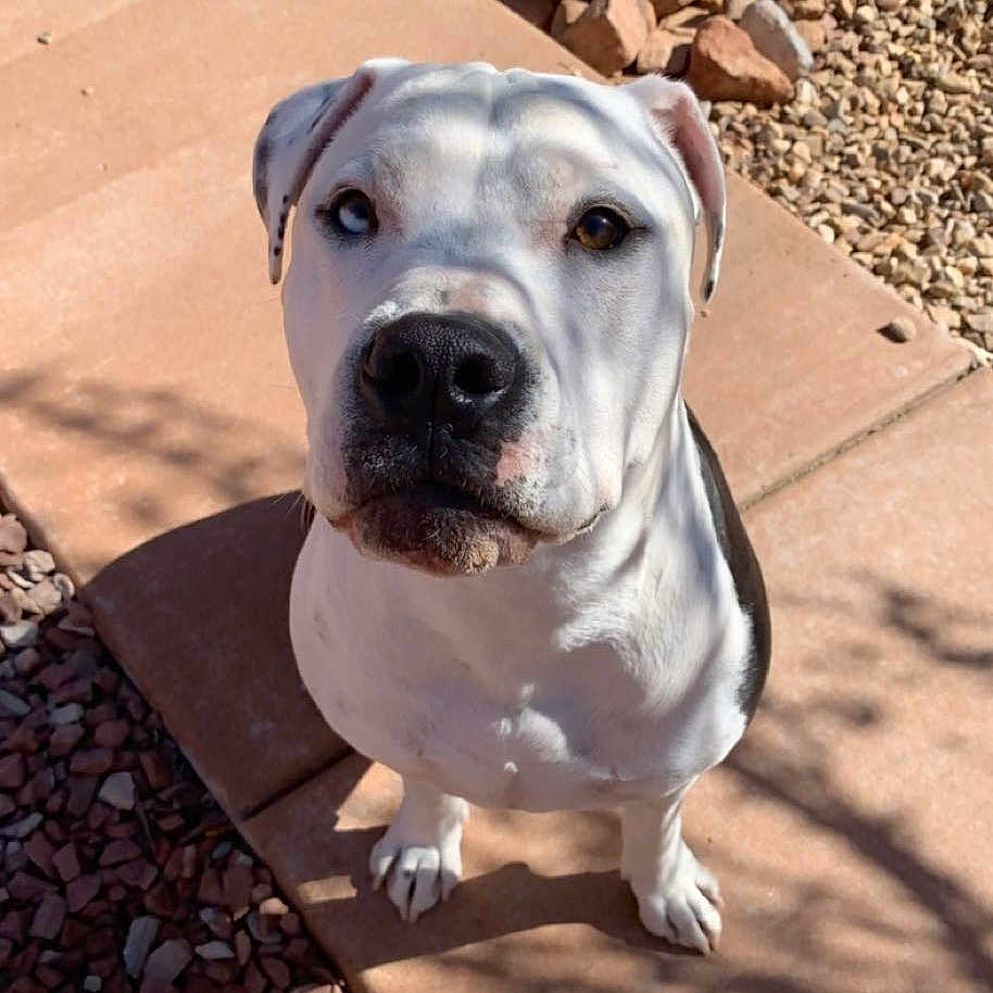 Apollo is registered to the contest to win money with this photo: animal, black, canine, closeup, curious, dog, ears, fur, heterochromia, outdoor, paw, pet, pitbull, portrait, rocks, shadow, sitting, stone_path, sunlight, white