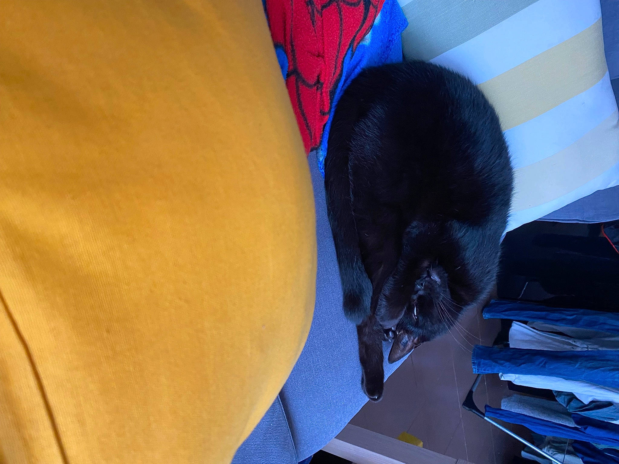 Mitygriffe participe au concours pour gagner de l'argent avec cette photo : black_cat, blue, carnivore, cat, cat_bed, cat_supply, comfort, domestic_short_haired_cat, electric_blue, felidae, fur, linens, room, russian_blue, small_to_medium_sized_cats, tail, whiskers