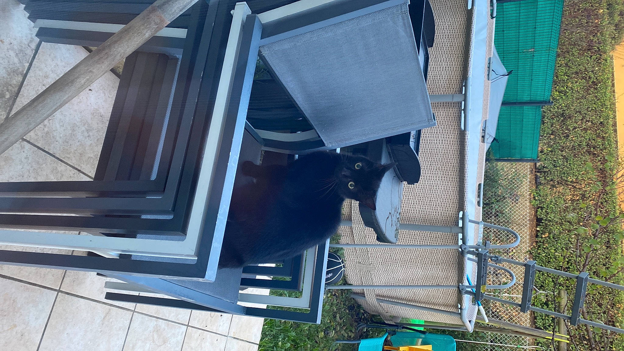 Mitygriffe a rejoint le concours — aidez-le/la à gagner de superbes lots ! auto_part, automotive_exterior, building, carnivore, cat, chair, electric_blue, felidae, green, house, shade, shadow, small_to_medium_sized_cats, tail, tints_and_shades, vehicle_door, window, wood