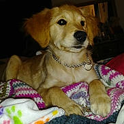 Puppa is registered to the contest to win money with this photo: animal, bed, blanket, canine, chain, collar, companion, cozy, cute, dog, domestic, fur, golden, indoor, knitted, paw, pet, puppy, resting, young