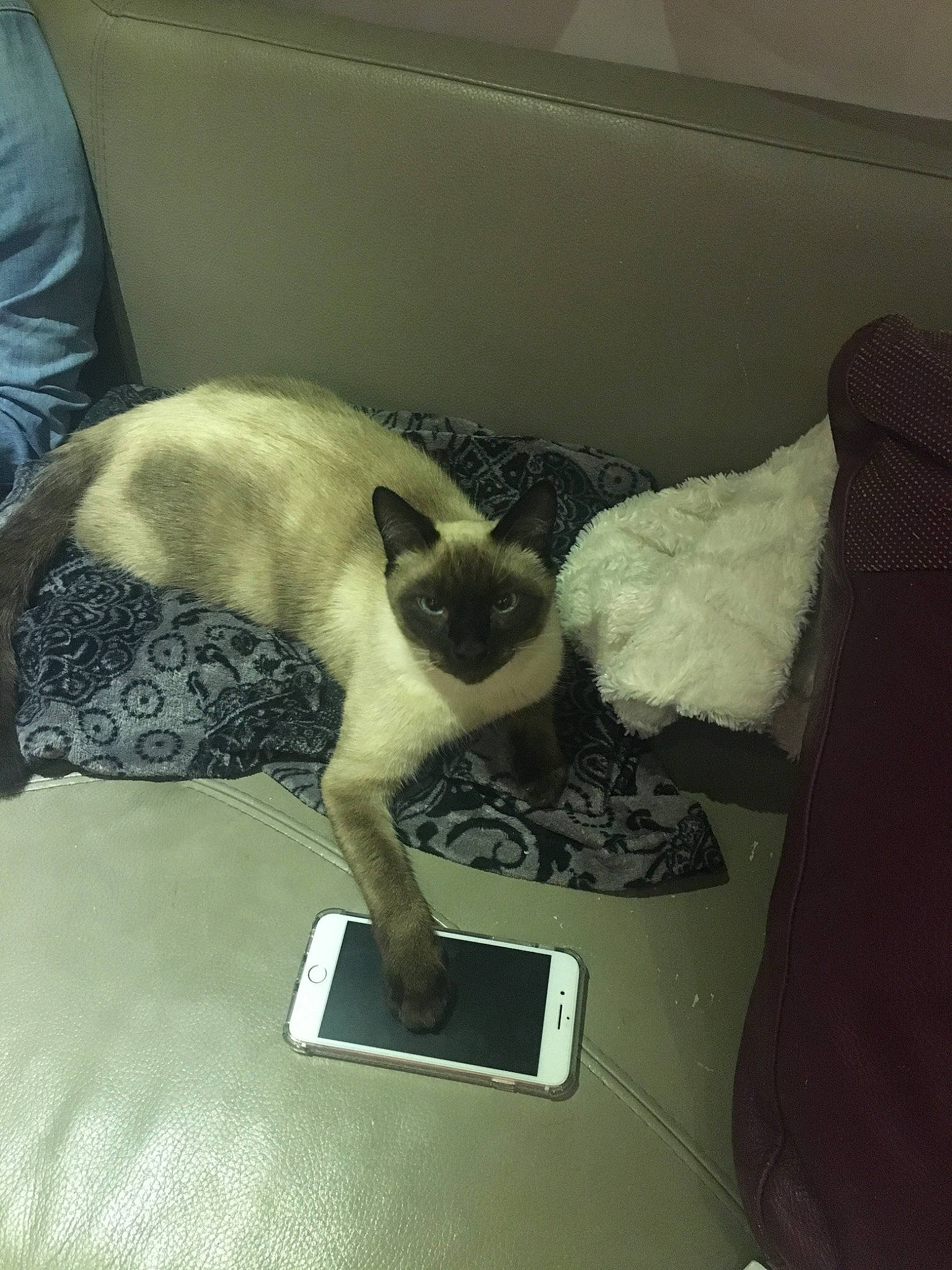 Kawai a rejoint le concours — aidez-le/la à gagner de superbes lots ! boston_terrier, canidae, carnivore, cat, companion_dog, ear, fawn, felidae, nap, pug, siamese, small_to_medium_sized_cats, tail, tonkinese, whiskers